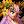 Icon-Flower Queen Blossom.png