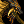 Icon-Berserk Dragon Hismar.png